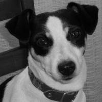 Biah - Jack Russell Terrier (Jack Russell d'Australie)  - Femelle