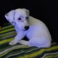 Myla - Jack Russell Terrier (Jack Russell d'Australie)  - Femelle