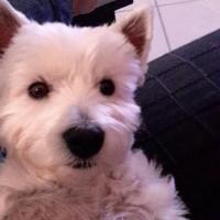 Pepette - West Highland White Terrier (Westie, White Terrier  - Femelle