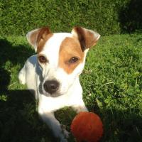 Joy - Jack Russell Terrier (Jack Russell d'Australie)  - Femelle