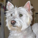 Youki - West Highland White Terrier (Westie, White Terrier  - Mâle