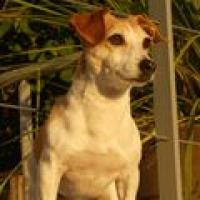 Vanille - Jack Russell Terrier (Jack Russell d'Australie)  - Femelle stérilisée