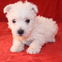 Maya - West Highland White Terrier (Westie, White Terrier  - Femelle