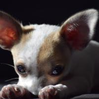 Hatchi - Chihuahua (Chihuahueño)  - Mâle