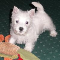 Melba - West Highland White Terrier (Westie, White Terrier  - Femelle