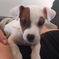 Maya - Jack Russell Terrier (Jack Russell d'Australie)  - Femelle