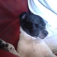 Louky - Jack Russell Terrier (Jack Russell d'Australie)  - Mâle