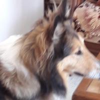 Lassie - Colley à poil long  - Femelle