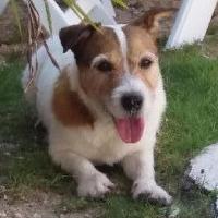 Barbouille - Jack Russell Terrier (Jack Russell d'Australie)  - Mâle