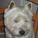 Teo - West Highland White Terrier (Westie, White Terrier  - Mâle
