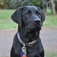 Mozart - Labrador (Retriever du Labrador)  - Mâle