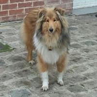 Lassie - Colley à poil long  - Femelle stérilisée