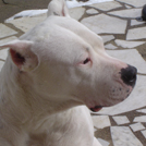 Regane - Dogue Argentin  - Femelle stérilisée
