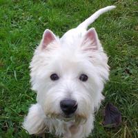 Lais - West Highland White Terrier (Westie, White Terrier  - Femelle