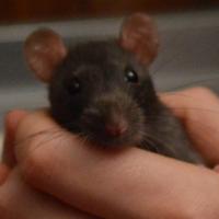 Morrigan - Rat  - Femelle