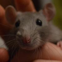Merrill - Rat  - Femelle