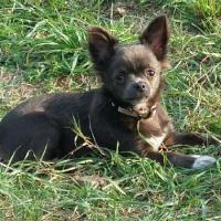Praline - Chihuahua (Chihuahueño)  - Femelle stérilisée