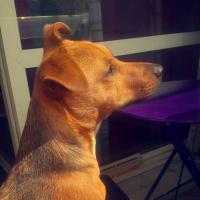 Luffy - Jack Russell Terrier (Jack Russell d'Australie)  - Mâle