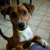 Lover - Jack Russell Terrier (Jack Russell d'Australie)  - Mâle