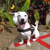 Crazy - Jack Russell Terrier (Jack Russell d'Australie)  - Mâle