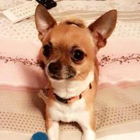 Lucky - Chihuahua (Chihuahueño)  - Mâle