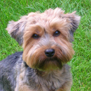 Tania - Yorkshire Terrier  - Femelle