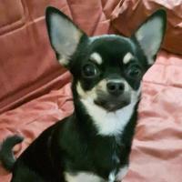 Miss - Chihuahua (Chihuahueño)  - Femelle