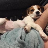 Naïa - Beagle  - Femelle