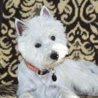 Feddy - West Highland White Terrier (Westie, White Terrier  - Mâle