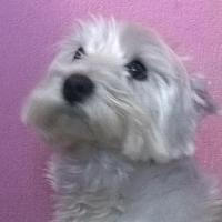 Bayou - West Highland White Terrier (Westie, White Terrier  - Mâle