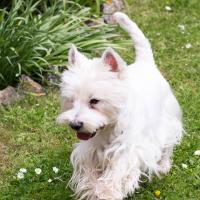 Benji - West Highland White Terrier (Westie, White Terrier  - Mâle