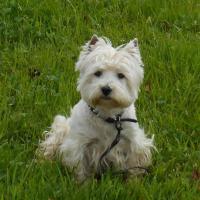 Goody murphy - West Highland White Terrier (Westie, White Terrier  - Mâle