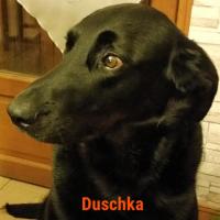 Duschka - Berger de Beauce (Beauceron - Bas-rouge)  - Femelle stérilisée