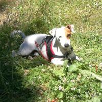 Loky - Jack Russell Terrier (Jack Russell d'Australie)  - Mâle