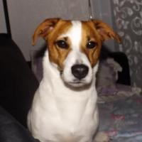 Pilou - Jack Russell Terrier (Jack Russell d'Australie)  - Mâle