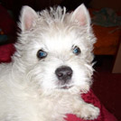 Beetle - West Highland White Terrier (Westie, White Terrier  - Mâle
