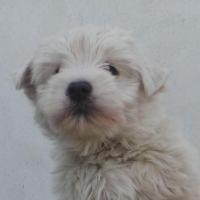Hortense - West Highland White Terrier (Westie, White Terrier  - Femelle