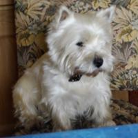 Lacky - West Highland White Terrier (Westie, White Terrier  - Mâle