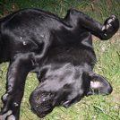 Tango - Labrador (Retriever du Labrador)  - Mâle