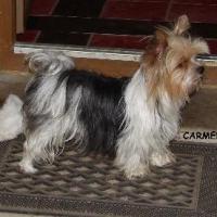 Carmen girl oceanic pearl - Yorkshire Terrier  - Femelle