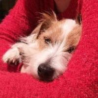 Lenayah - Jack Russell Terrier (Jack Russell d'Australie)  - Femelle stérilisée