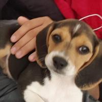 Oliska - Beagle  - Femelle