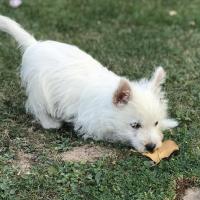 Othello - West Highland White Terrier (Westie, White Terrier  - Mâle