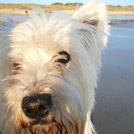 Like - West Highland White Terrier (Westie, White Terrier  - Mâle