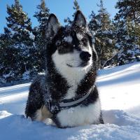 Snow - Husky Sibérien  - Mâle