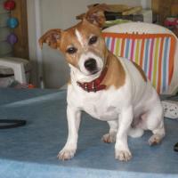 Wiminus - Jack Russell Terrier (Jack Russell d'Australie)  - Mâle
