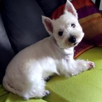 Harrys - West Highland White Terrier (Westie, White Terrier  - Mâle