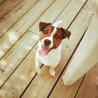 Heaven - Jack Russell Terrier (Jack Russell d'Australie)  - Femelle
