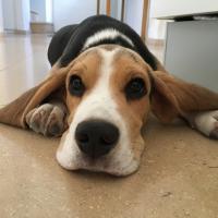 Nooky - Beagle  - Mâle