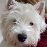 Missbillie - West Highland White Terrier (Westie, White Terrier  - Femelle stérilisée